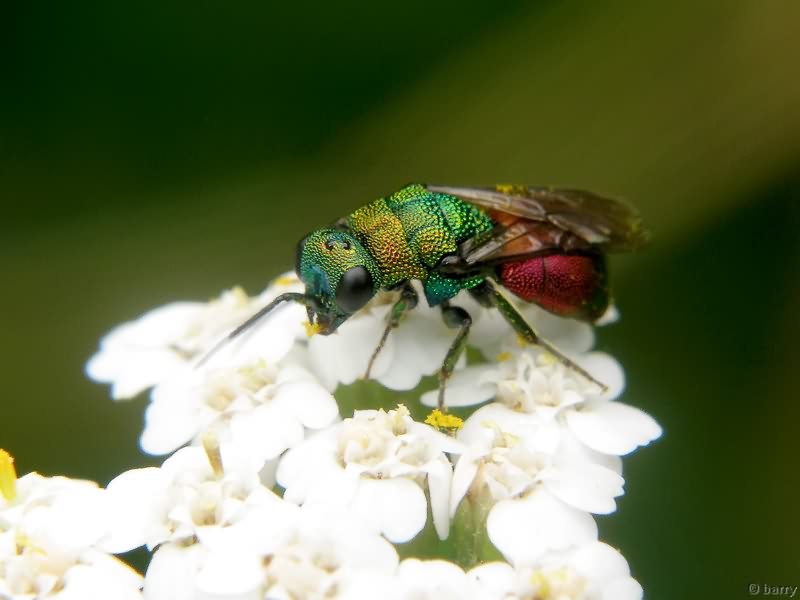 Hedychrum gerstaeckeri Chevrier, 1869